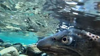 Thumbnail: The Quest For The DINOSAUR Fish (NZ Fly Fishing)