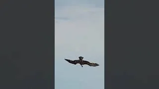 Thumbnail: So close to drowning and so close to a successful hunt 🦅