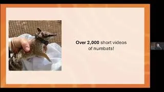 Thumbnail: Can Numbats Cope with Extreme Heat? Courtney Adams. 18 May 2026.