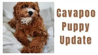 Thumbnail: Our Adorable Cavapoo Puppy at 6 Months Old