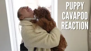 Thumbnail: Watch This Cavapoo Puppy's Reaction When Mummy Returns Home