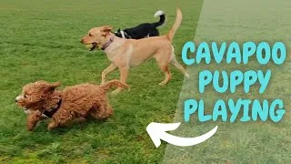 Thumbnail: Cavapoo Puppy's Cute and Playful Encounters with Other Dogs