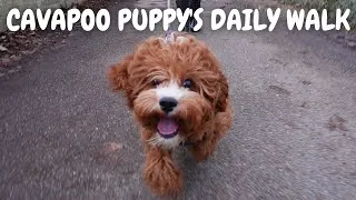 Thumbnail: Watch Our Cavapoo Puppy's Progress on His Daily Walks