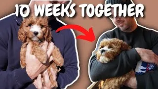 Thumbnail: Cavapoo Puppy 10 Weeks Journey: Our Experience So Far