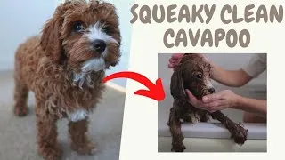 Thumbnail: Cavapoo Puppy Gets His Very First Bath