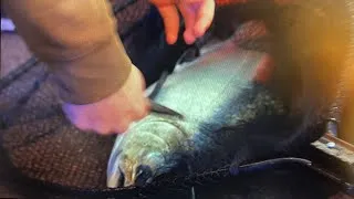 Thumbnail: Crazy King Salmon Action!!! Catching BIG KINGS on LAKE MI! 