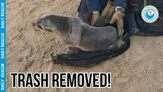 Thumbnail: Non-Stop Seal Rescues at Pelican Point!