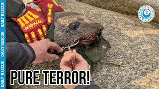 Thumbnail: Pure Terror: Removing a Massive Fish Hook Embedded in Seal's Mouth!