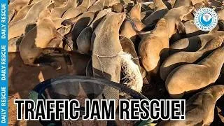 Thumbnail: Massive Seal Traffic Jam Helps OCN Rescuer Save Trapped Seal!