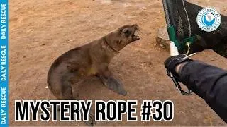 Thumbnail: This Feisty Seal Was NOT Happy About the Small Baby Net!