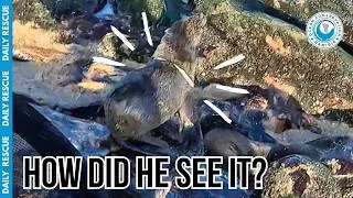 Thumbnail: Invisible Danger: Saving a Seal from Clear Plastic!
