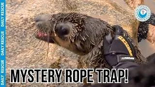 Thumbnail: Rescuing a Seal on the Slippery and Dangerous Rocks on the Skeleton Coast!