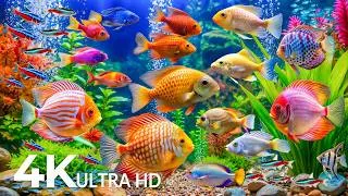 Thumbnail: The Best 4K Aquarium 🪼 Dive Into The Mesmerizing Underwater Realm, Sea Jellyfish, Coral Reefs #20