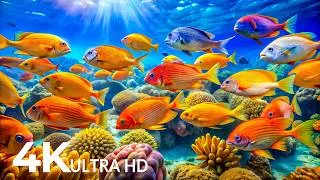 Thumbnail: Aquarium 4K VIDEO (ULTRA HD) 🐠 Colorful Coral Reef Fish & Deep Sleep Relaxation Music