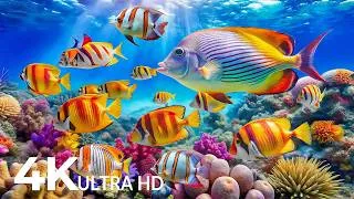 Thumbnail: Underwater Wonders 4K | Marvel at Beautiful Sea Life in a Stunning 4K Aquarium 🌊 Sleep Music #11