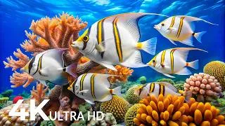 Thumbnail: Music of Underwater Wonders + Relaxing Music - The Best 4K Sea Animals for Relaxation #2