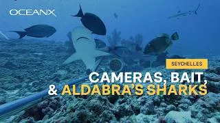 Thumbnail: What's Living in the Open Ocean Around Aldabra? | Seychelles BRUVS Expedition