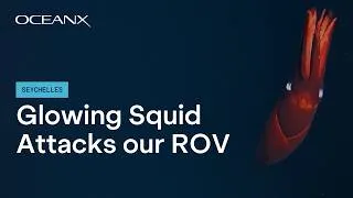 Thumbnail: Glowing Squid Attacks our ROV in the Seychelles