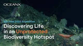 Thumbnail: Exploring Roo Rise: Discovering Life in an Unprotected High Seas Biodiversity Hotspot