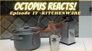 Thumbnail: Octopus Reacts to Kitchenware - Episode 17