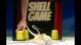 Thumbnail: Octopus VS Man - The Shell Game - Object Permanence Experiment