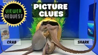 Thumbnail: Octopus Experiments with Picture Clues - VIEWER REQUEST