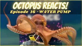 Thumbnail: Octopus Reacts to Water Pump - Episode 16