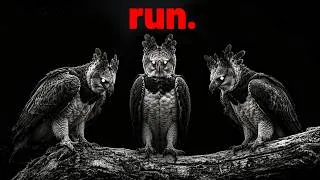 Thumbnail: Why The Harpy Eagle Is the Most Terrifying Predator in the Americas