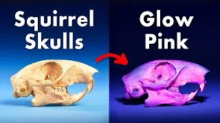 Thumbnail: Everything You Didn't Know About Fluorescent Animals