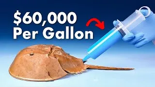 Thumbnail: Why Is Horseshoe Crab Blood So Expensive?