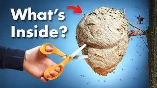 Thumbnail: What's Inside a Wasp Nest?