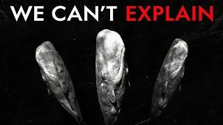 Thumbnail: Why The World's Largest Predator Refuses to Kill Us