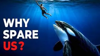 Thumbnail: Why The Deadliest Predator in the Ocean Refuses to Kill Us