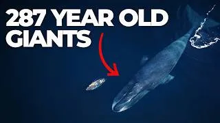 Thumbnail: This Is What The Oldest Whale in The World Can Do