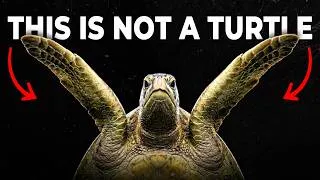 Thumbnail: Why Do Animals Keep Evolving Into Turtles?