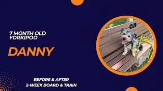 Thumbnail: Danny - 7 month old Yorkipoo | 2-Week Board and Train | Pittsburgh