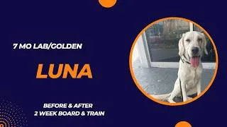 Thumbnail: 7 Month Old Lab/Golden “Luna” Before/After Video | 2 Week Board and Train | Erie
