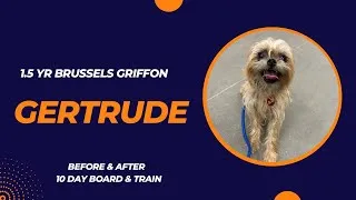 Thumbnail: Gertrude | 1.5 yr Brussels Griffon | 10 day Board & Train | Pittsburgh