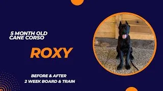 Thumbnail: Roxy | 5 m/o Cane Corso | 2 week Board & Train | Pittsburgh 
