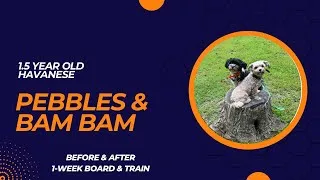 Thumbnail: Pebbles & Bam Bam - 1.5 year old Havanese | 1-Week Board & Train | Pittsburgh