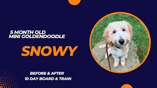 Thumbnail: Snowy | 5 Month Old Mini Goldendoodle | 10 Day Board & Train | Pittsburgh