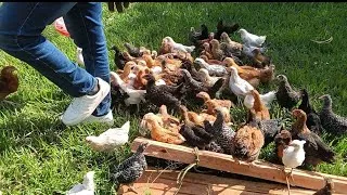 Thumbnail: How I am Raising Pure Kienyeji Chicken Parent Stock in my Backyard!