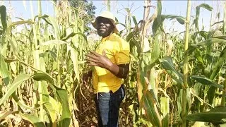 Thumbnail: 🌽 This Maize Strategy Could Save Chicken Farmers KSh 11,000 Per Ton!