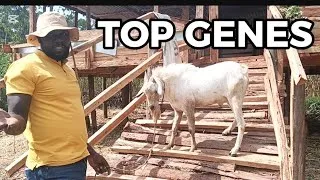 Thumbnail: This Massive Galla Buck Could Change Our Breeding Program