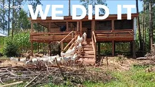 Thumbnail: The Wait Is Over! 100-Goat Pen Complete & Our Galla Goats Are Here