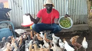 Thumbnail: Stop Wasting Money on Chicken Feeds — I Cut Feed Costs by 40% Naturally | 100 Goat Pen Update