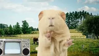 Thumbnail: COW Guinea Pig And Bunny