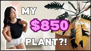 Thumbnail: What HAPPENED to My $850 Plant?! Philodendron Caramel Marble Care + Easy Kitchen Upgrade