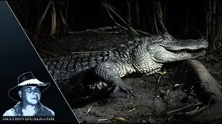 Thumbnail: Alligator Mother Protecting Hatchlings 03