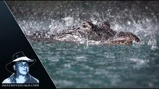 Thumbnail: Alligator Mother Protecting Hatchlings 02